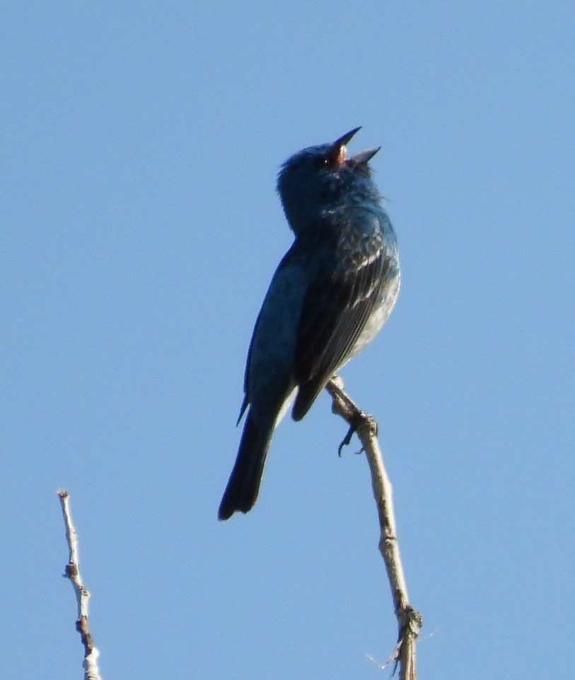 Passerin azuré ou P. indigo - ML620743780