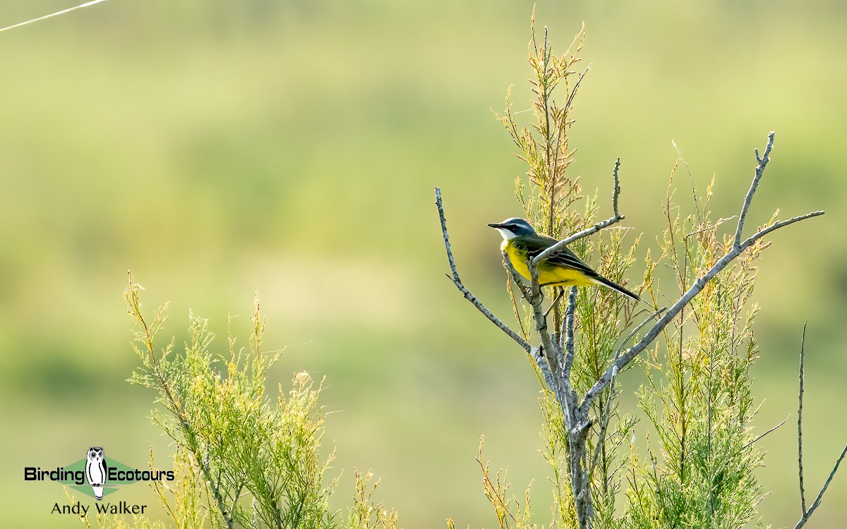 Bergeronnette printanière (iberiae) - ML620743782