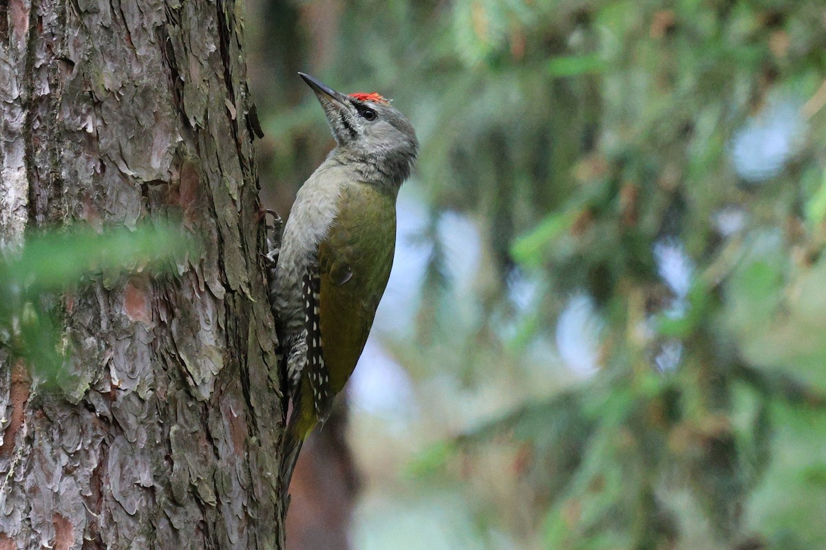 Gray-headed Woodpecker - ML620743783