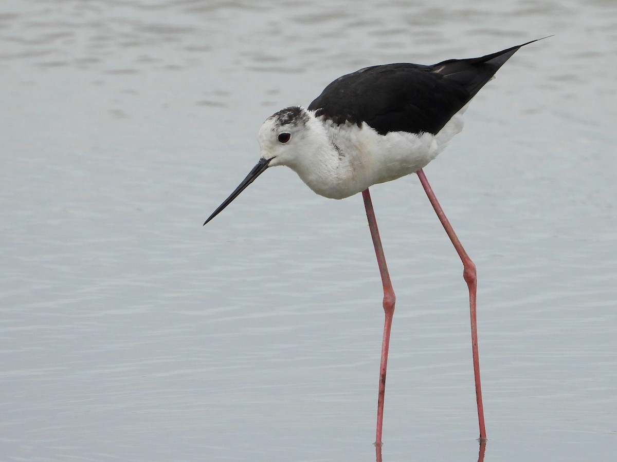 Black-winged Stilt - ML620743784