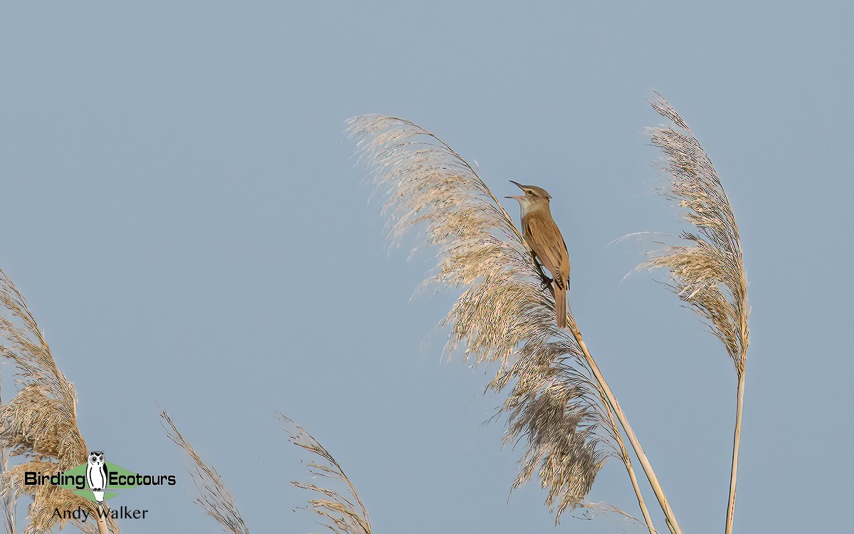 Great Reed Warbler - Andy Walker - Birding Ecotours