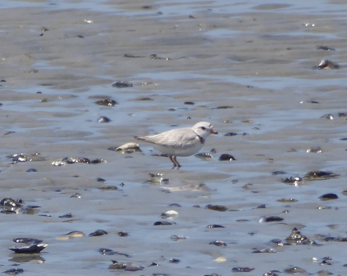 Piping Plover - ML620743787