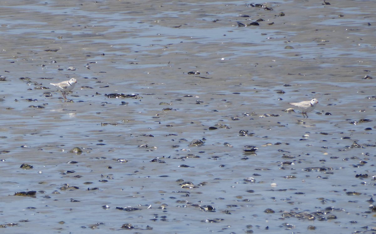 Piping Plover - ML620743788