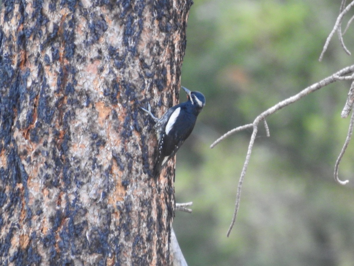 Williamson's Sapsucker - ML620743790