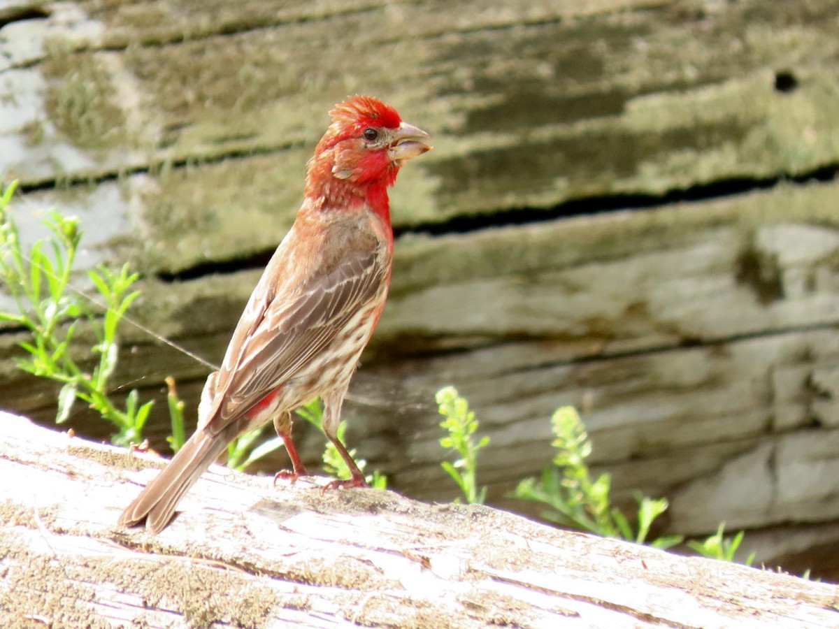 House Finch - ML620743792