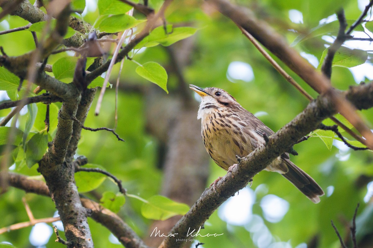 Puff-throated Babbler - ML620743793