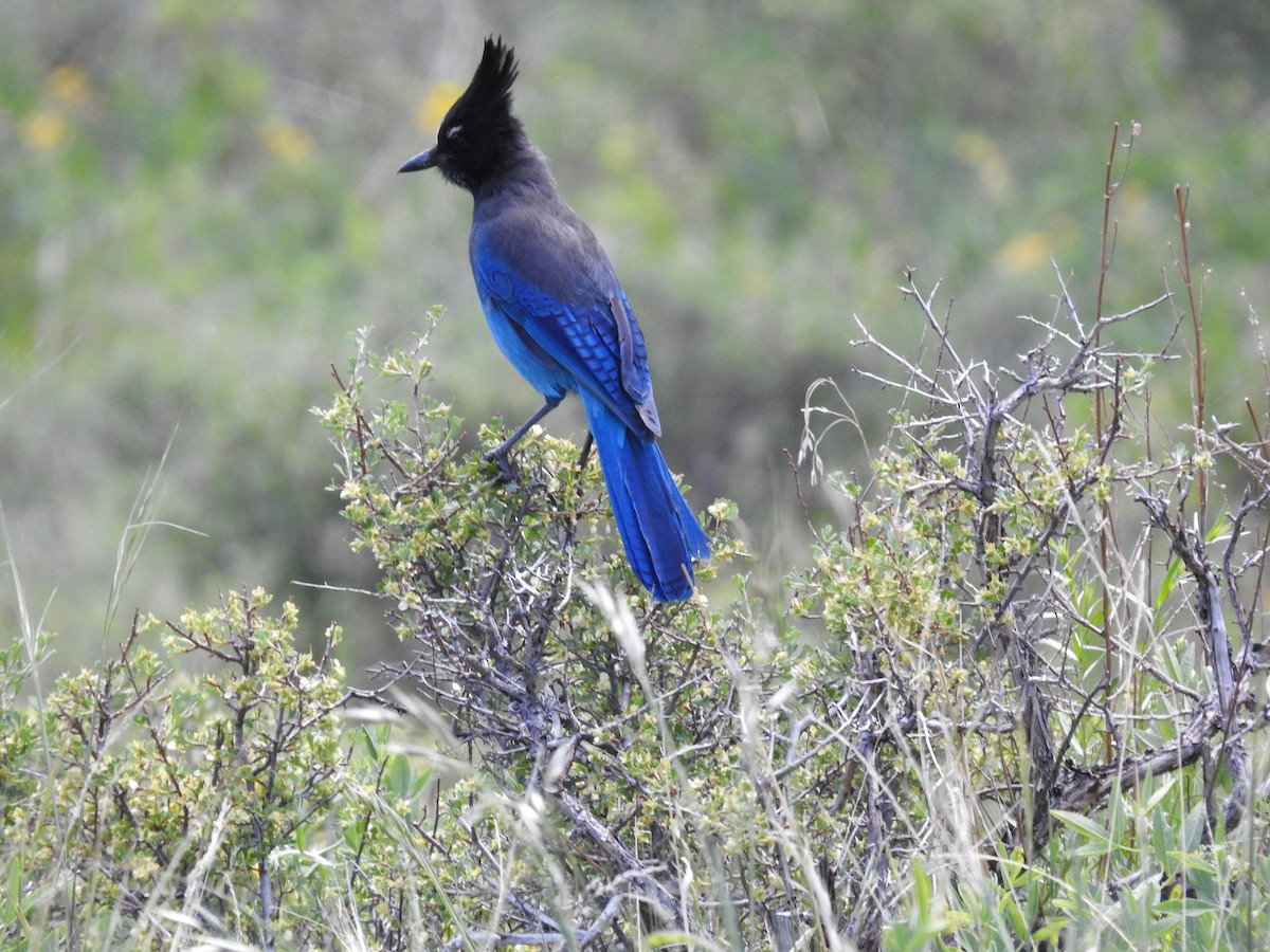 Steller's Jay - ML620743795