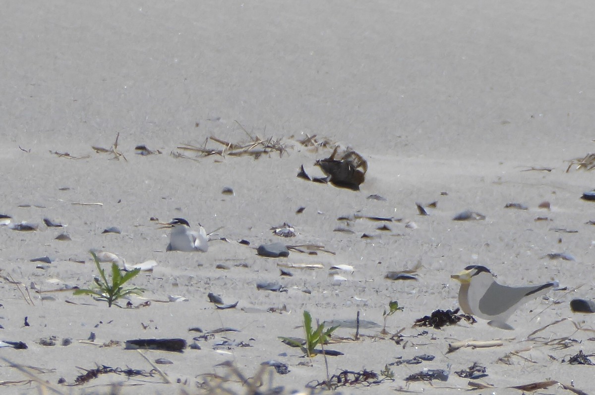 Least Tern - ML620743802