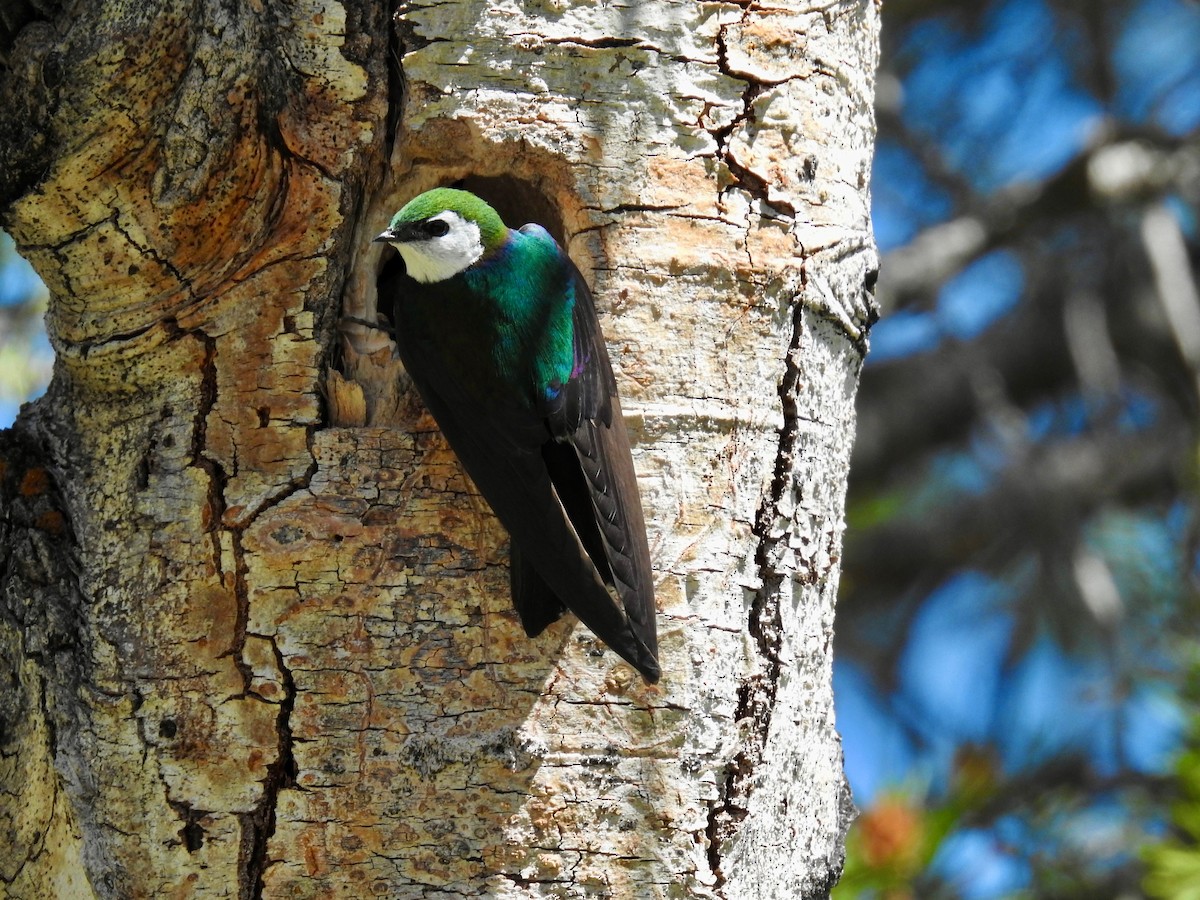 Violet-green Swallow - ML620743803