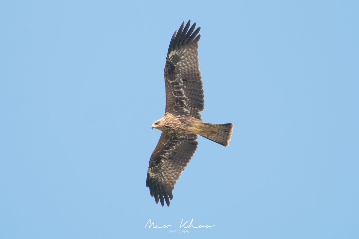 Black Kite - ML620743804