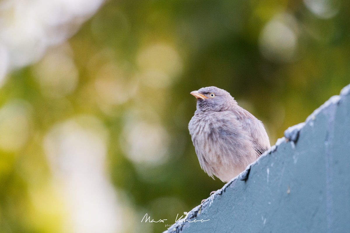 Jungle Babbler - ML620743810