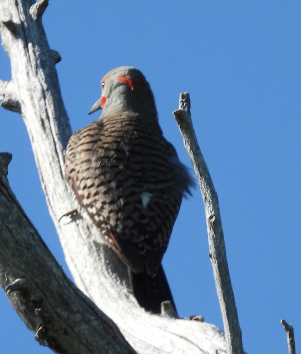Northern Flicker (Yellow-shafted x Red-shafted) - ML620743812