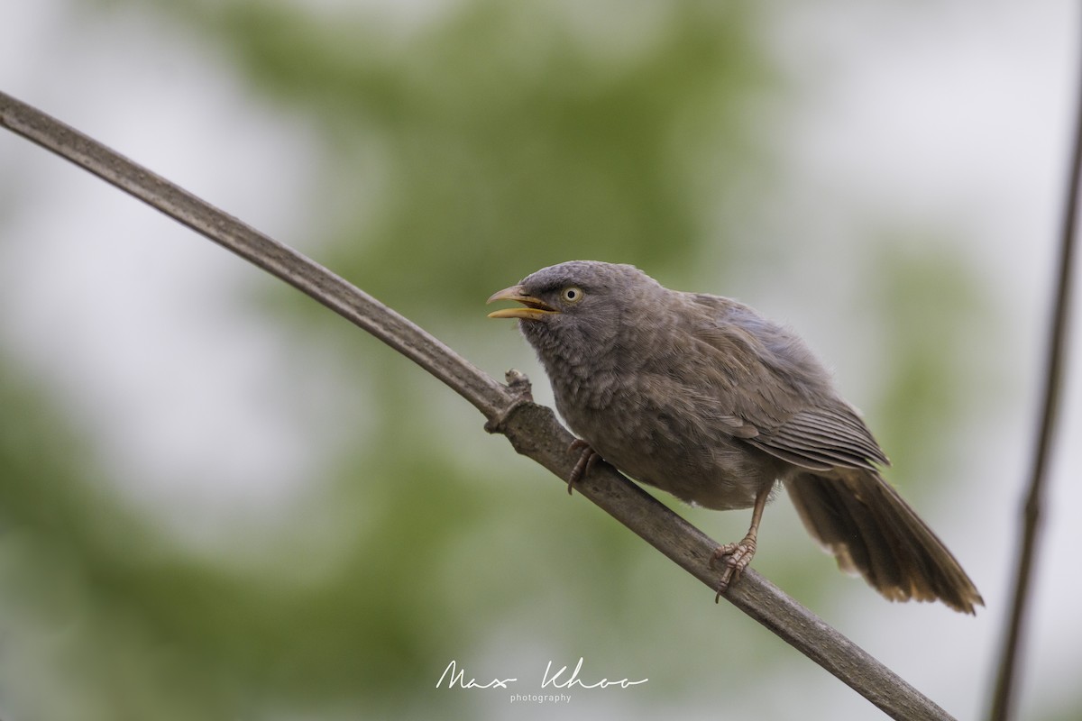 Jungle Babbler - ML620743813