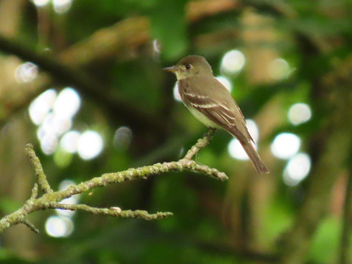 Eastern Wood-Pewee - ML620743817