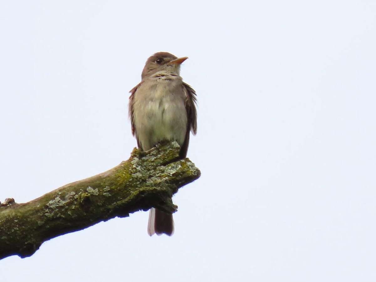 Eastern Wood-Pewee - ML620743818