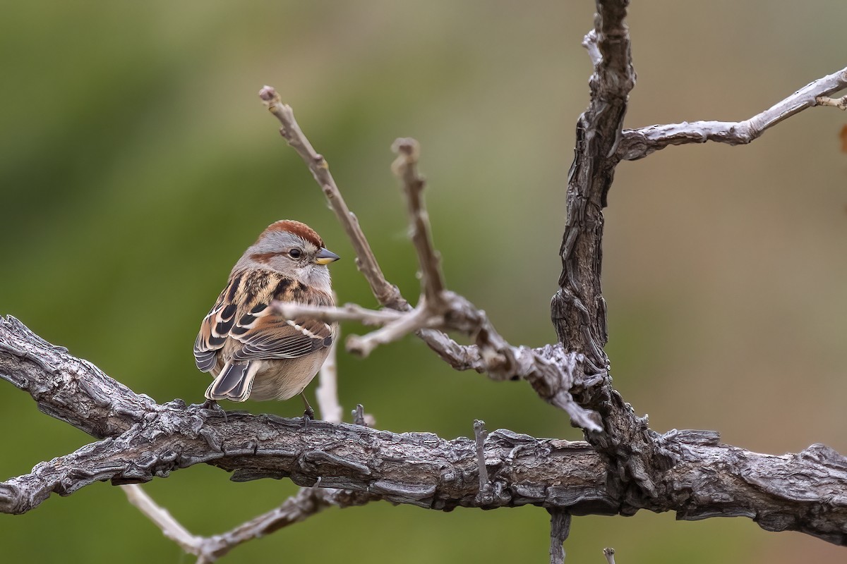 American Tree Sparrow - ML620743820