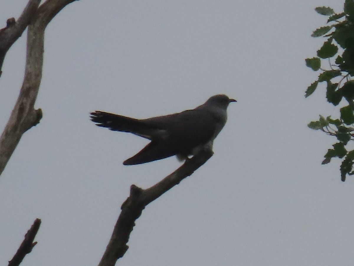 Common Cuckoo - ML620743821