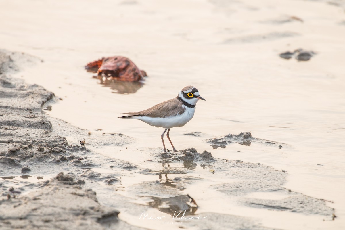 Little Ringed Plover - Max Khoo