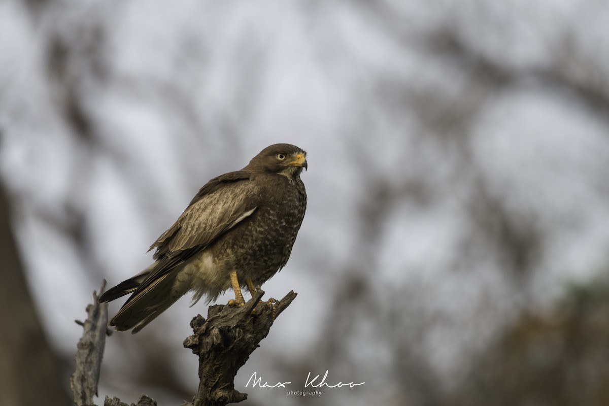 White-eyed Buzzard - ML620743837