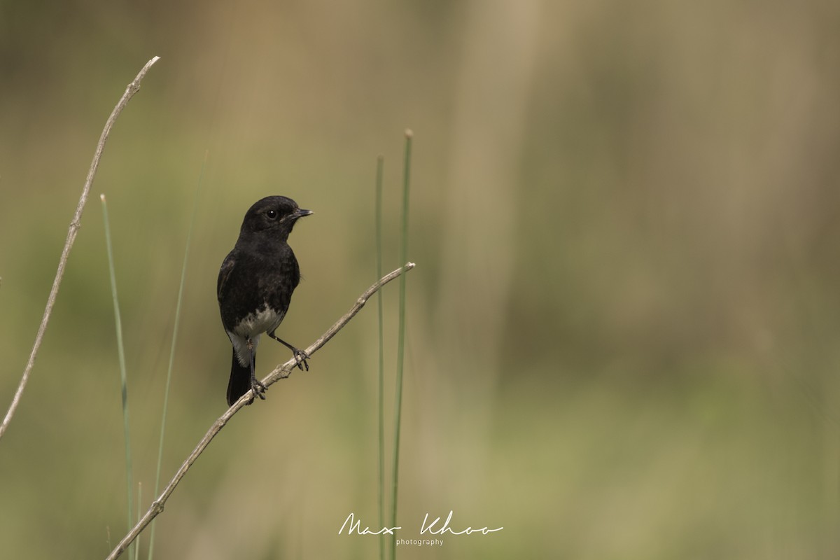 Pied Bushchat - ML620743843