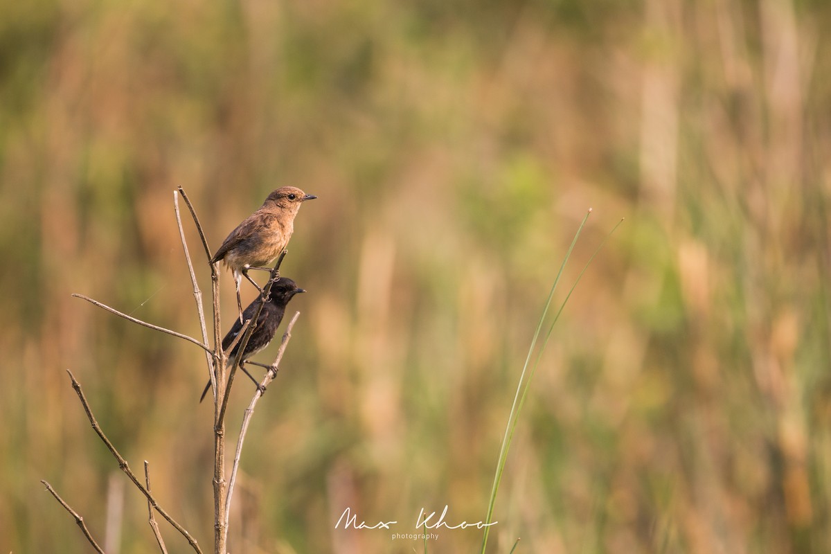 Pied Bushchat - ML620743845