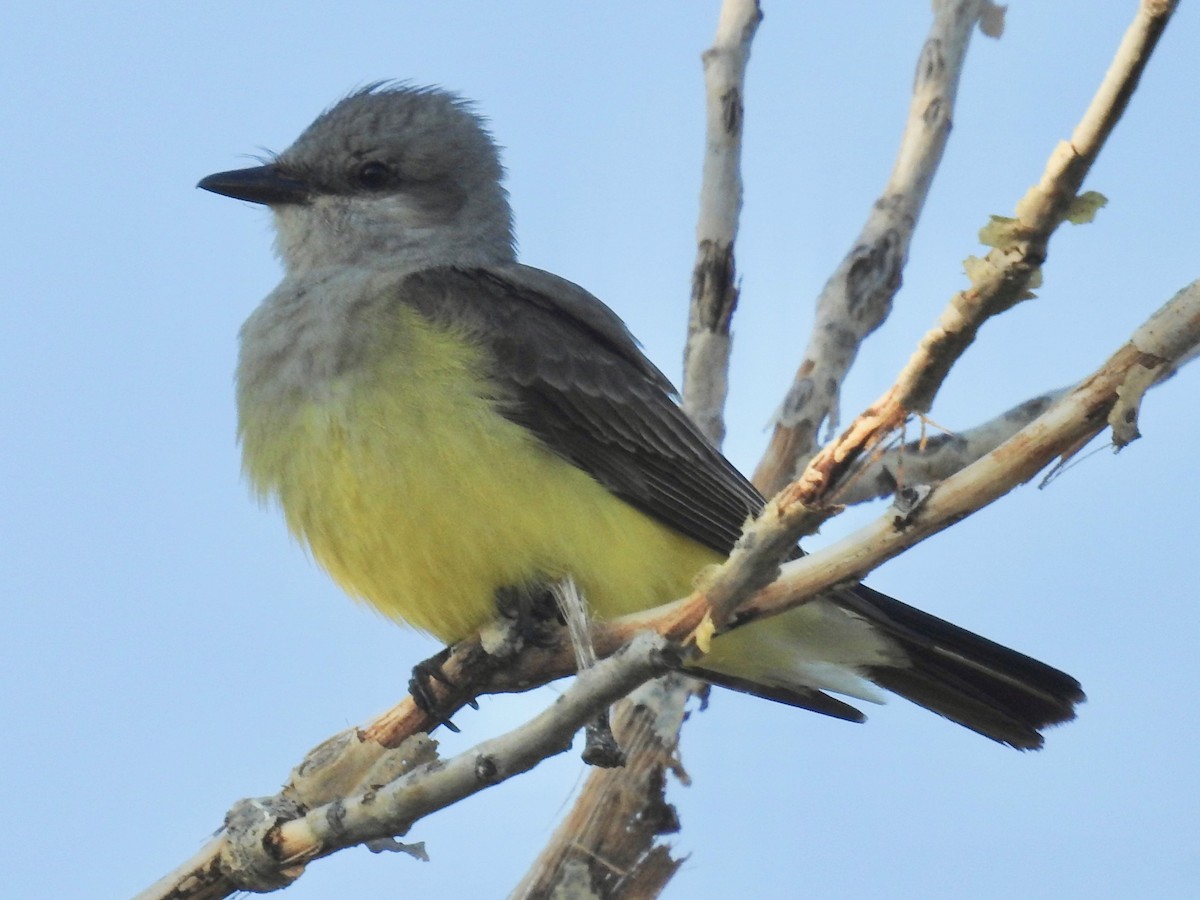 Western Kingbird - ML620743846