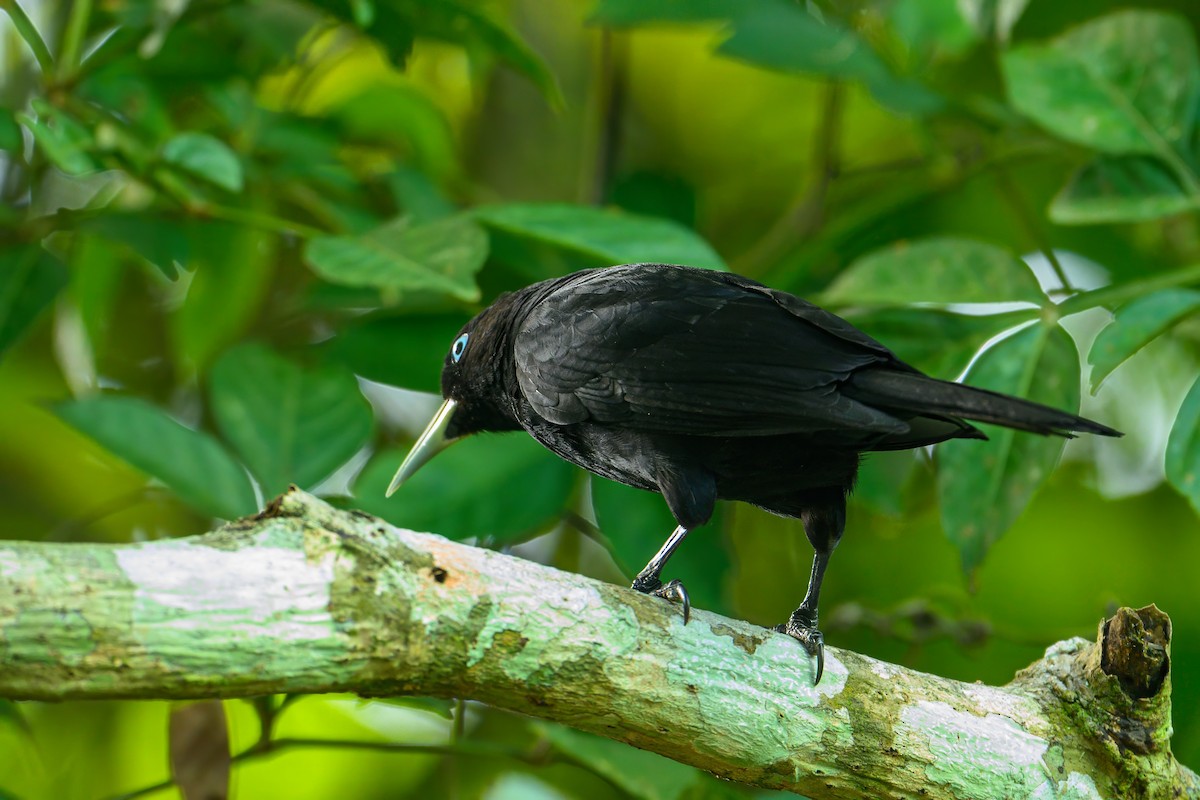 Scarlet-rumped Cacique - ML620743849