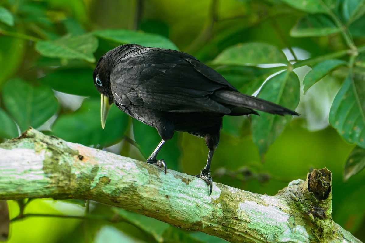 Scarlet-rumped Cacique - ML620743850