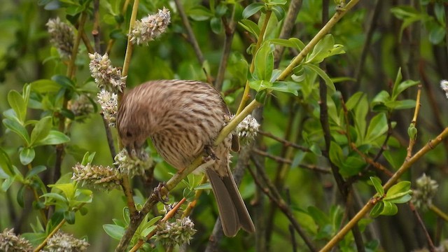 Pink-rumped Rosefinch - ML620743852