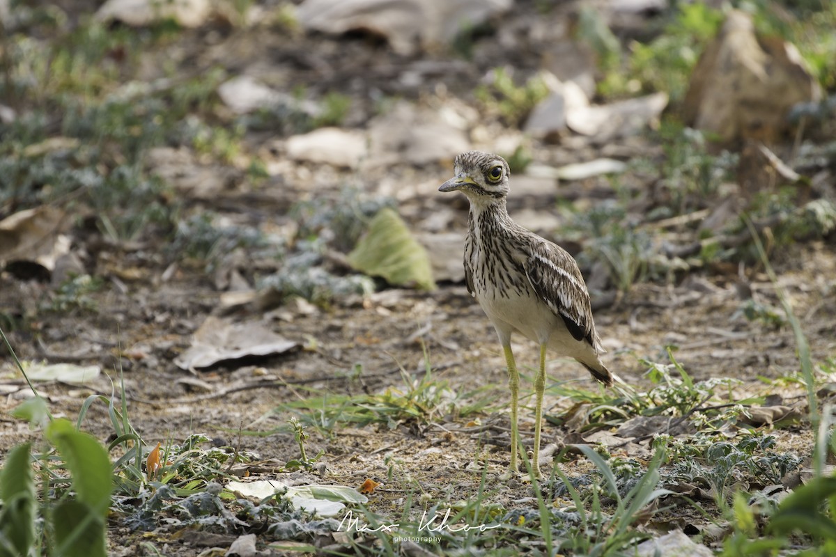 Indian Thick-knee - ML620743853