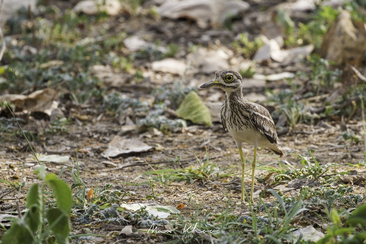 Indian Thick-knee - ML620743854