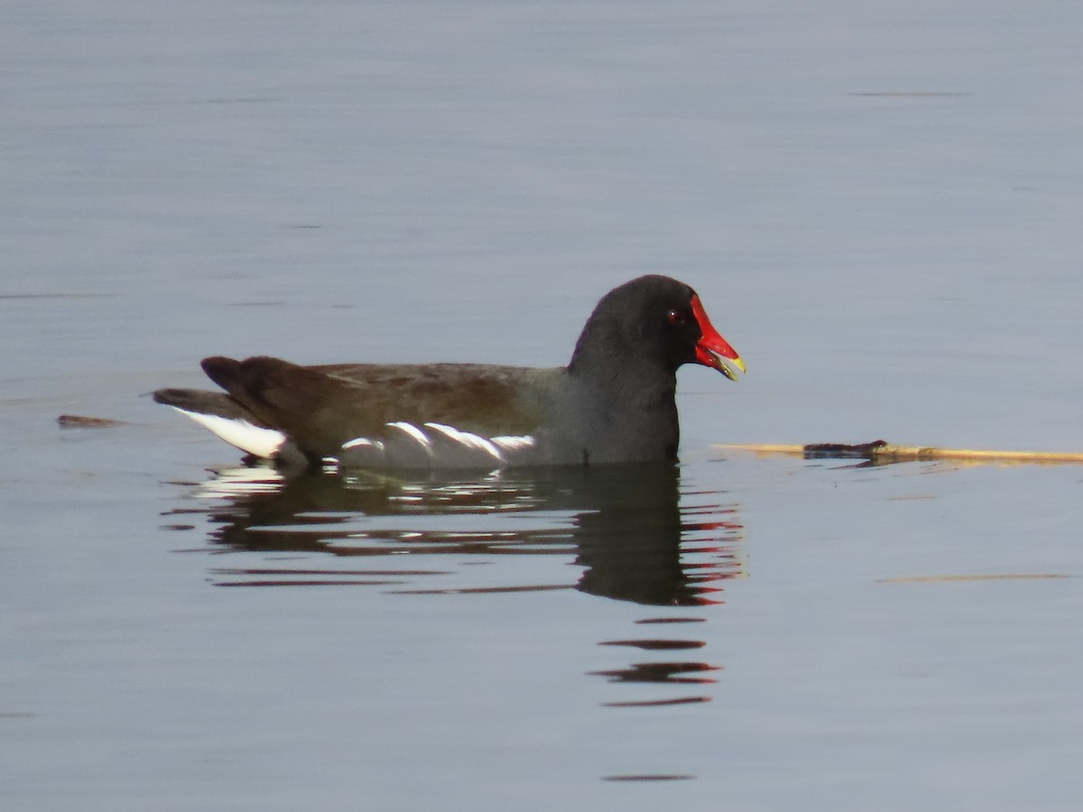 Eurasian Moorhen - ML620743855