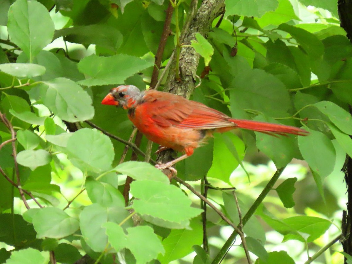 Northern Cardinal - David Cooney Jr