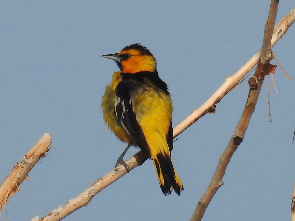 Oriole de Bullock - ML620743857