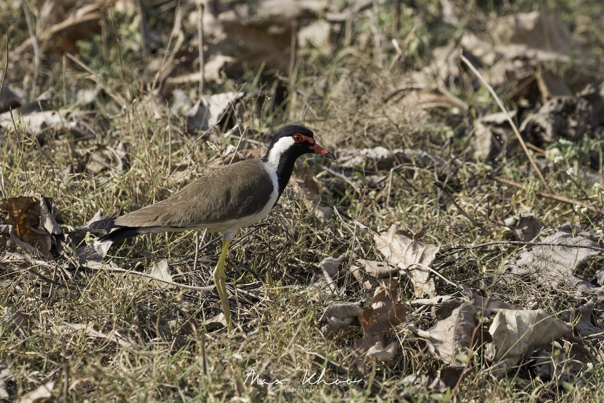 Red-wattled Lapwing - ML620743860