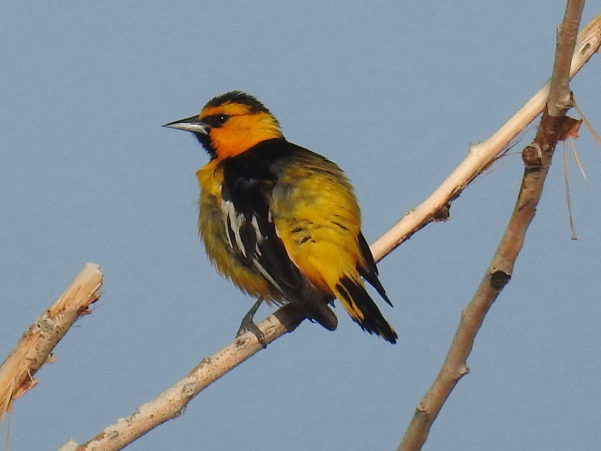 Oriole de Bullock - ML620743861