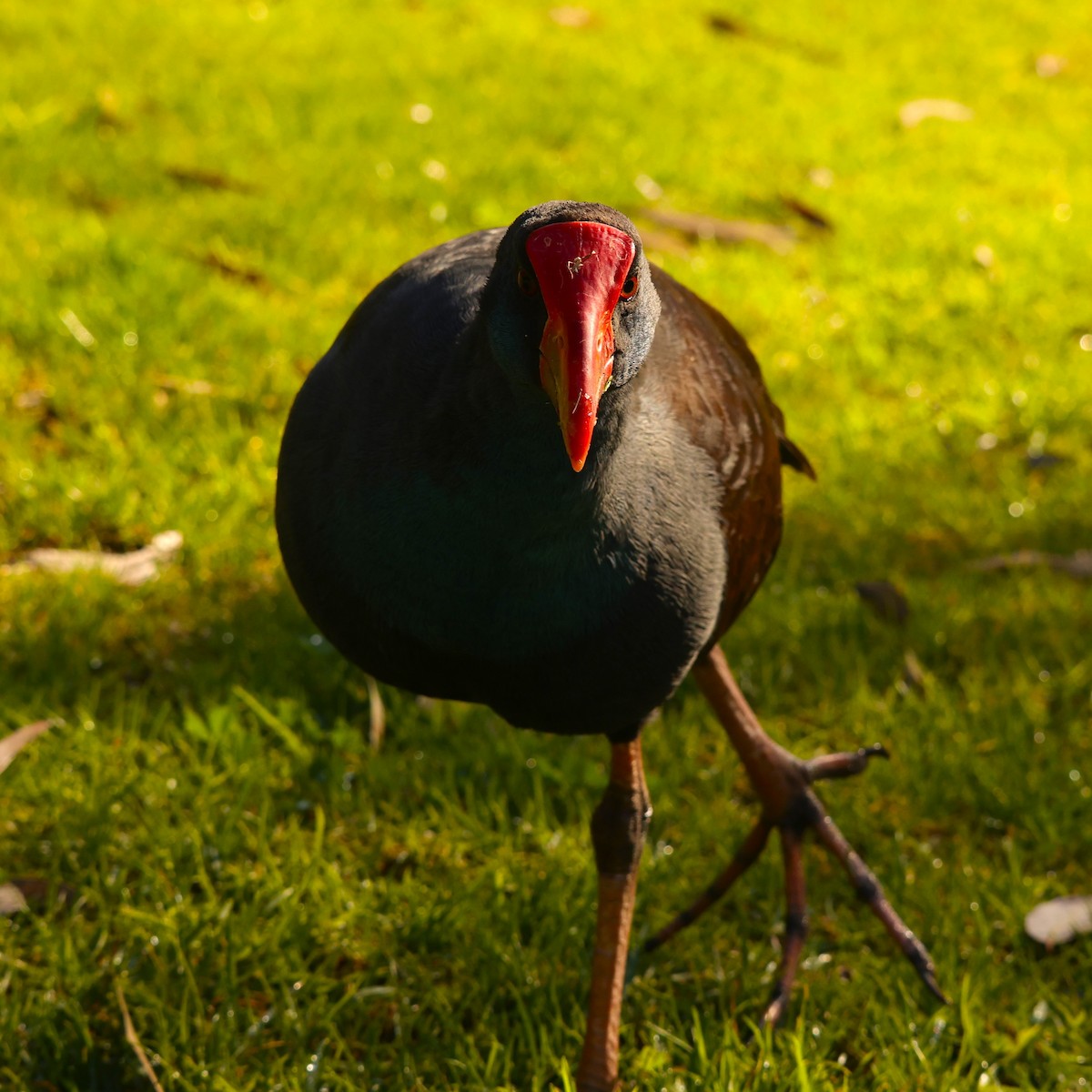 Australasian Swamphen - ML620743863