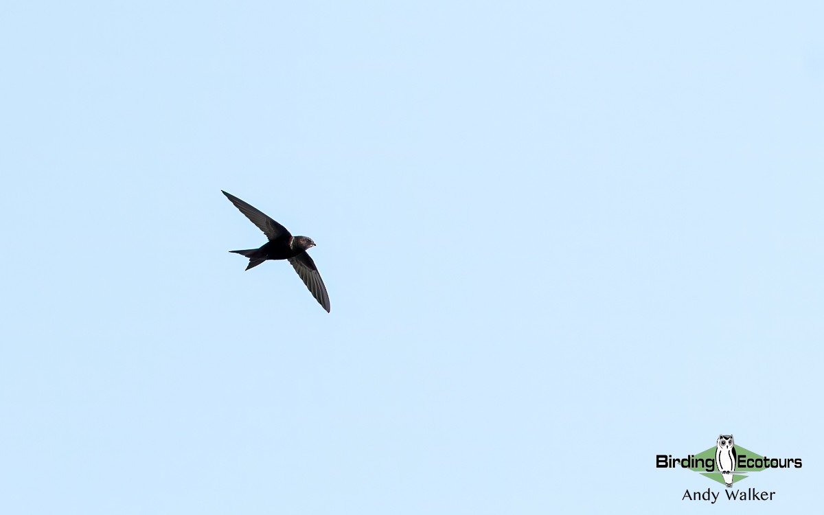 Common Swift - Andy Walker - Birding Ecotours