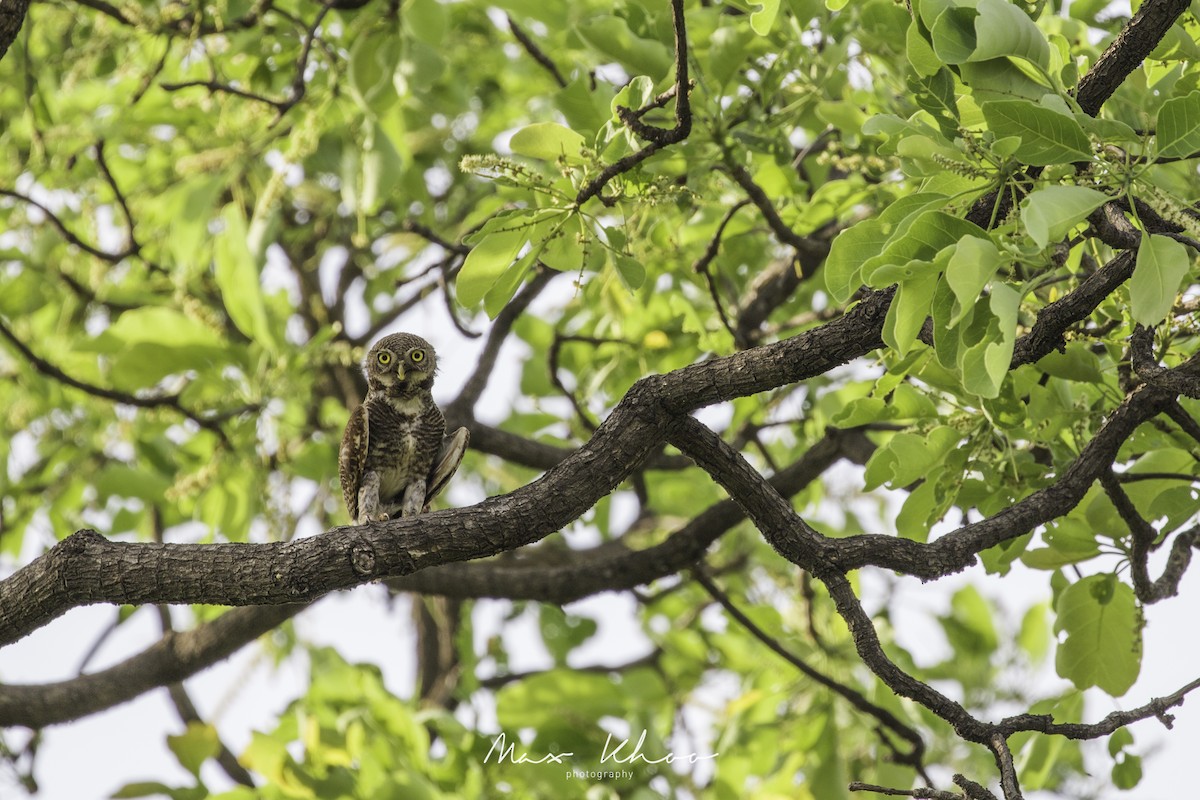 Asian Barred Owlet - ML620743876