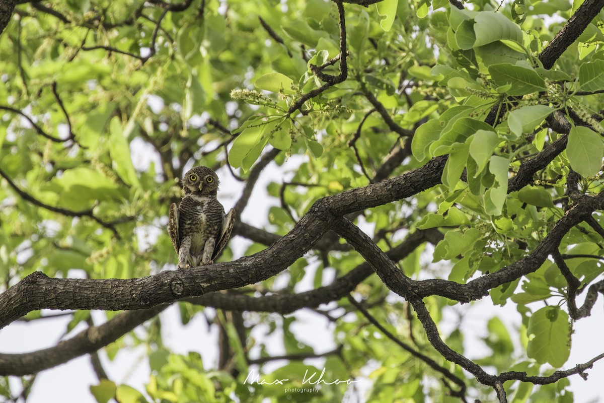 Asian Barred Owlet - ML620743877