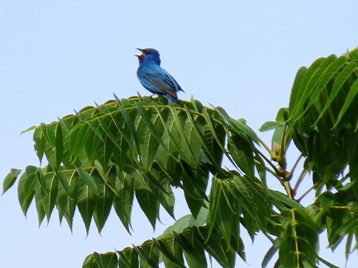 Passerin indigo - ML620743879