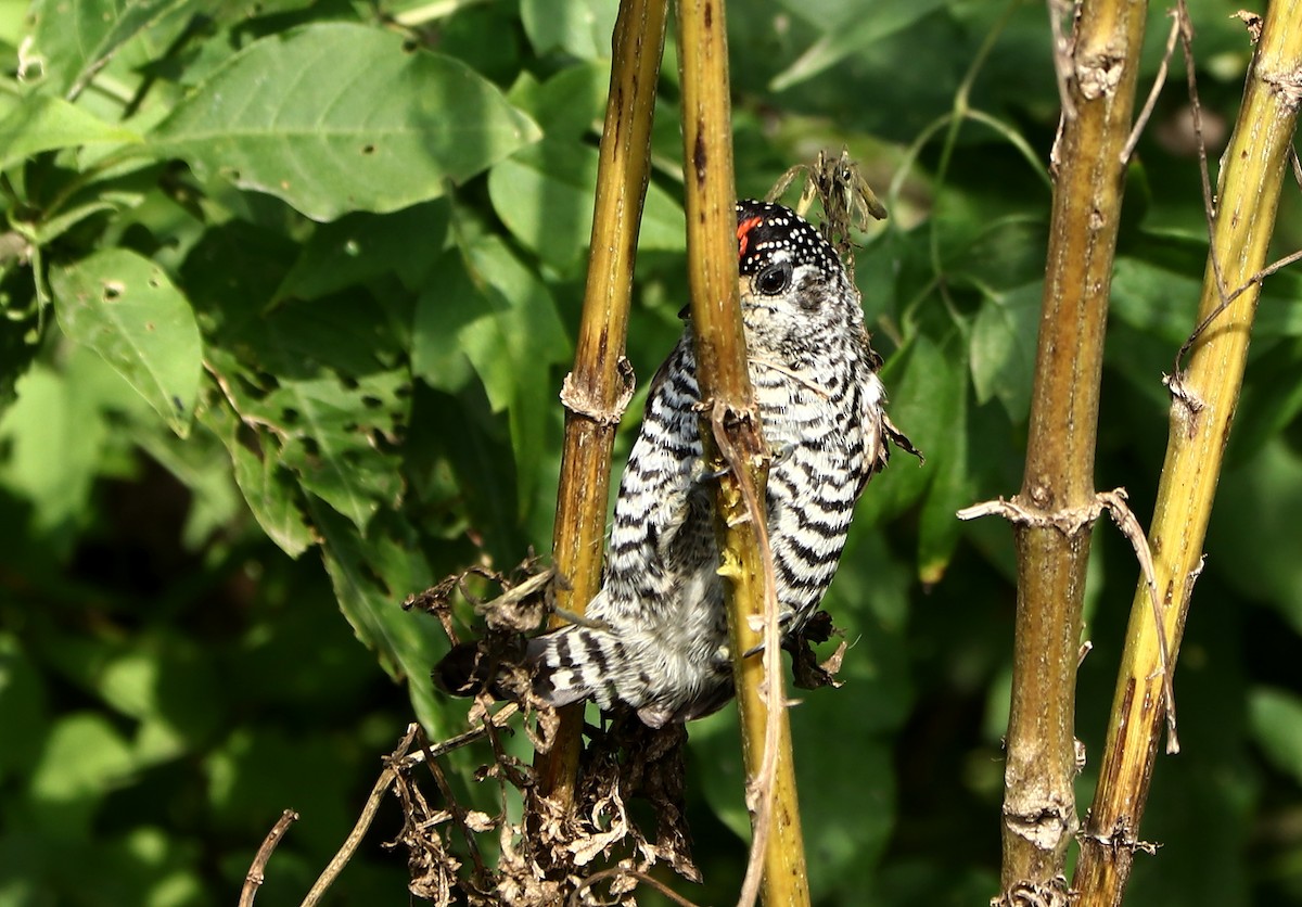 White-barred Piculet - ML620743880