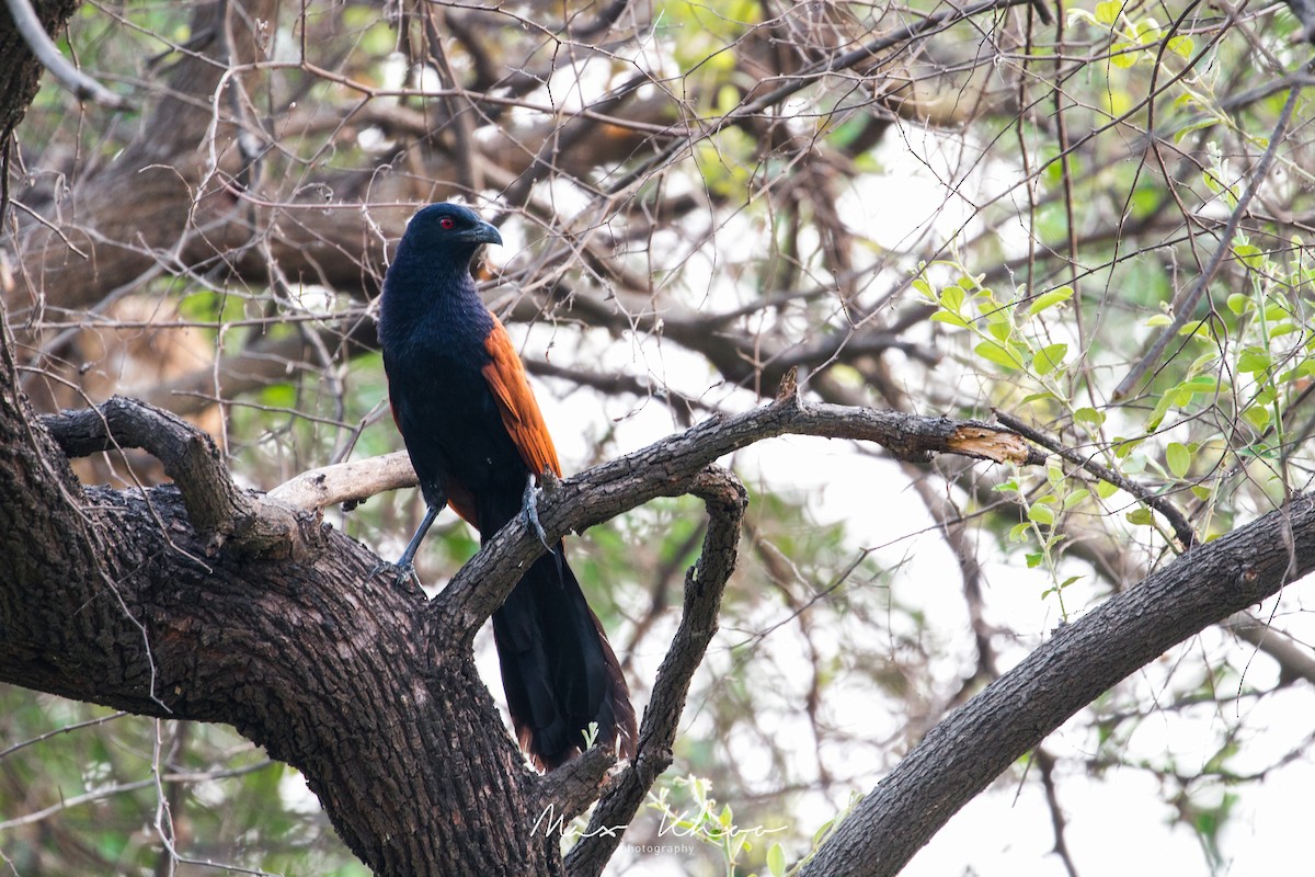 Greater Coucal - ML620743881