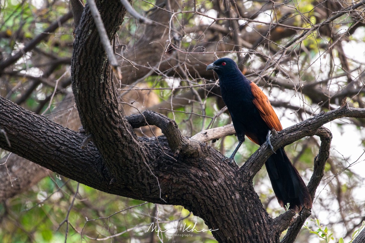 Greater Coucal - ML620743882