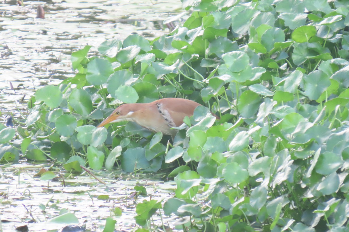 Cinnamon Bittern - ML620743885