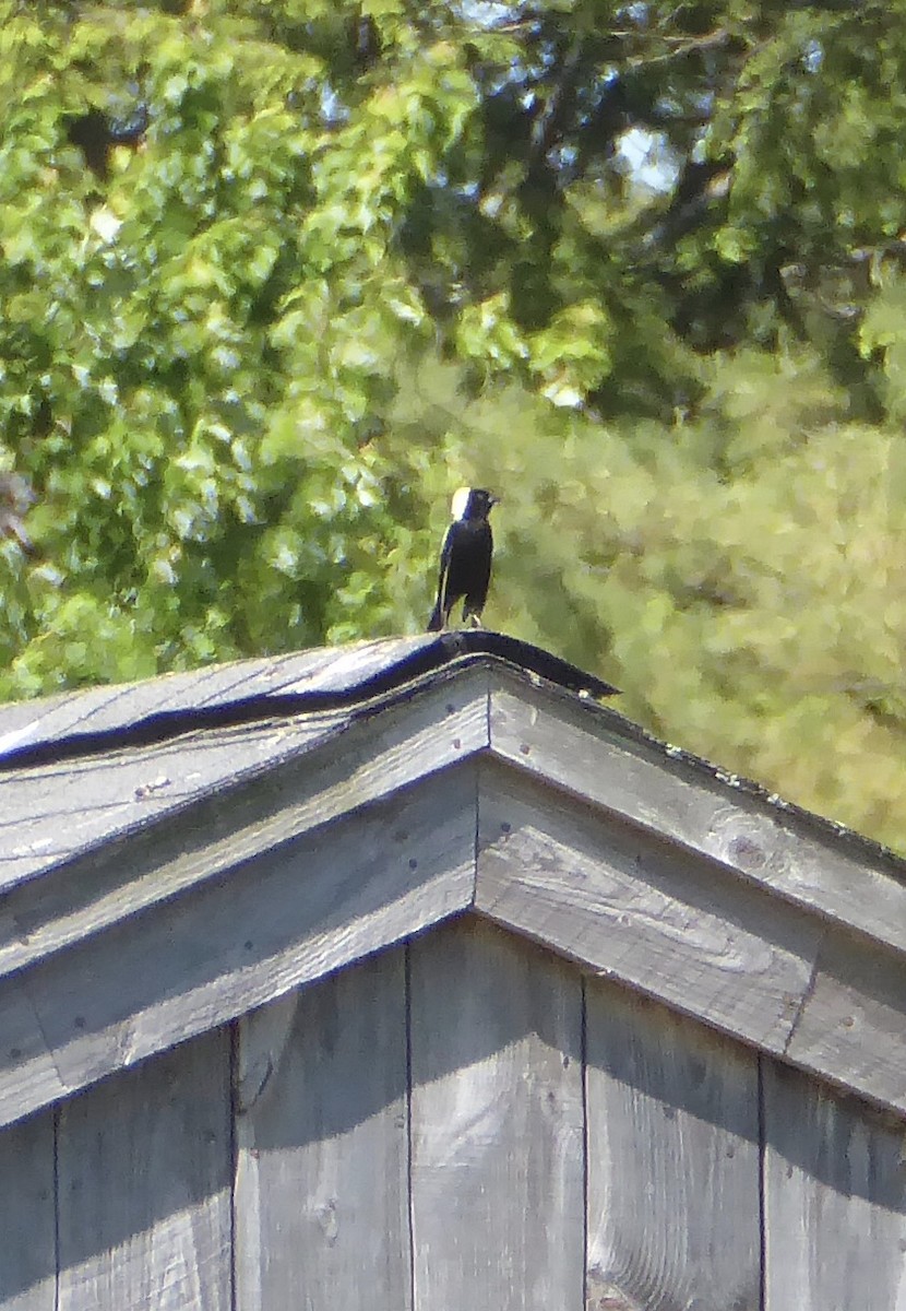 Bobolink - ML620743890