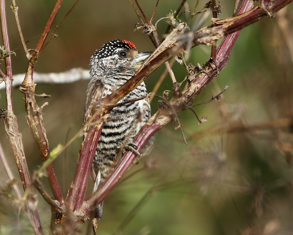 White-barred Piculet - ML620743891