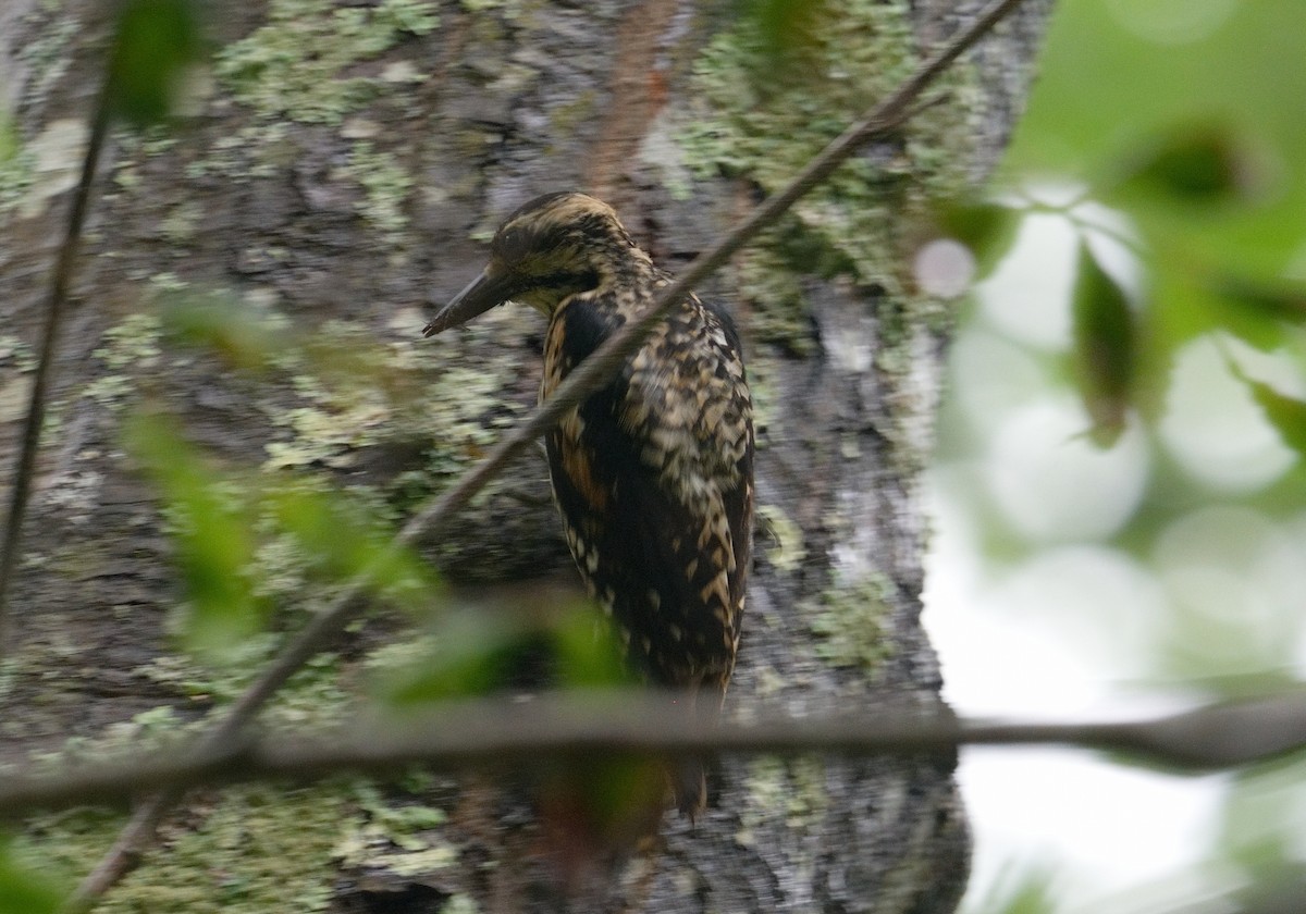 Yellow-bellied Sapsucker - Bill Thompson