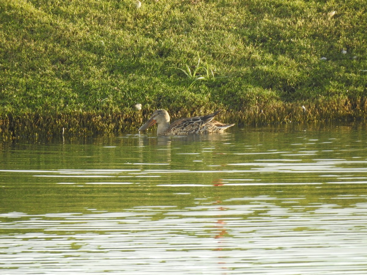 Northern Shoveler - ML620743898