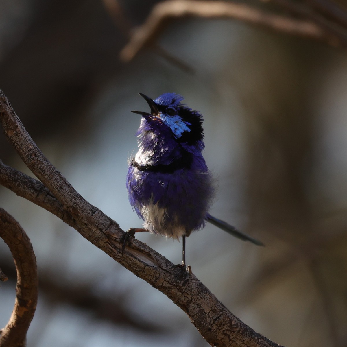 Splendid Fairywren - ML620743905